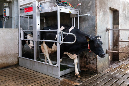 Lely Meteor Hoof Bath Liquid 71 kg