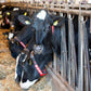 Set halsbanden met LELY logo voor ISO tag
