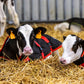 Lely Calm bodywarmer 60 cm