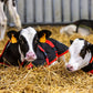 Lely Calm bodywarmer 70 cm